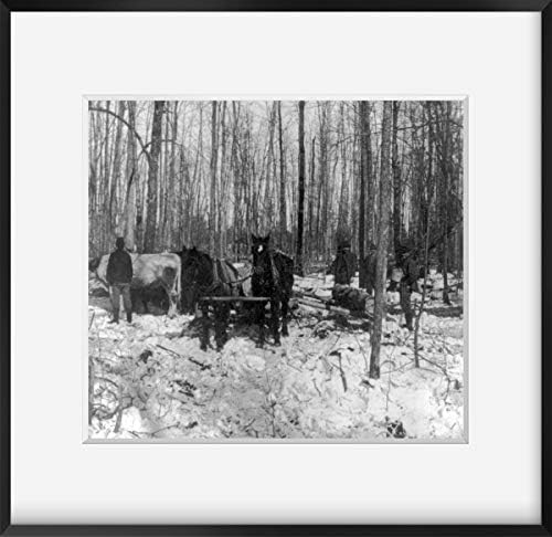 Fotografias infinitas 1900 Foto: Faça log na floresta de pinheiros | Cavalos de Michigan e troncos de puxamento de bois | Decoração