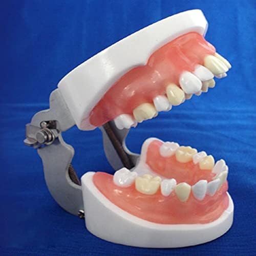 Modelo Oral de Implante Dental de dentes Kh66zky