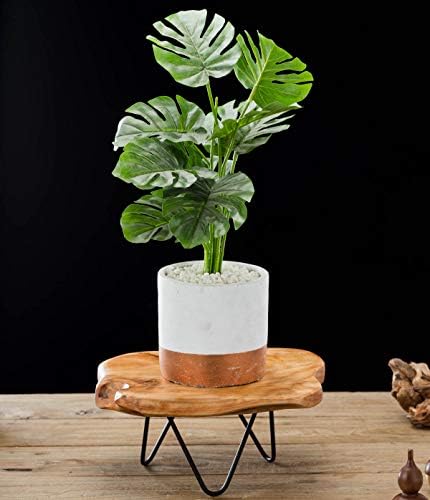 TJ Global Natural Edge Wooden Stand com pernas de gancho de cabelo para exibir bolos, plantas, velas, decoração