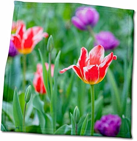 3drose bela tulipa vermelha decorativa em um canteiro verde - toalhas