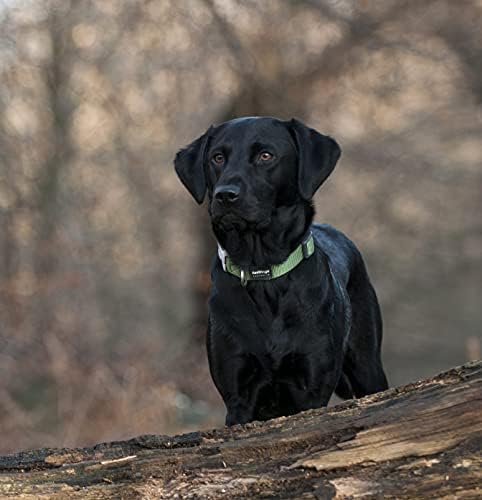 Red Dingo Classic Dog Collar, grande, verde