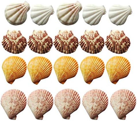 Ultnice 240pcs Cascas de vieiras naturais DIY Aquário de aquário Decoração de casca de casca de casca