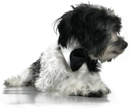 Platinum Pets Formal Dog Bush Bush and Collar, branco e preto